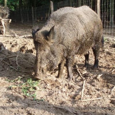 wild boar in mud