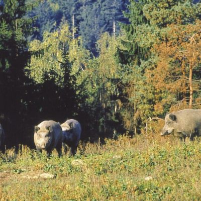 group of wild boar in a forest